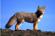 Pampasfuchs