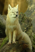 steppenfuchs